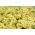 Petunia "Cascade" - yellow - 160 seeds