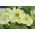 Petunia "Cascade" - kuning - 160 biji - Petunia x hybrida pendula