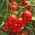 گوجه فرنگی "Alka" - انواع مرتعی - 250 دانه - Lycopersicon esculentum 