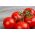 Tomat – "Ray" - 225 frön - Lycopersicon esculentum
