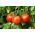 Tomat "Promyk" - varietas lapangan - 225 biji - Lycopersicon esculentum 