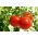 Tomat -  Smuraj - Lycopersicon esculentum  - seemned