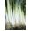 Изглежда "български велинци" - 320 семена - Allium ampeloprasum L.