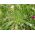 Switchgrass - 6000 sementes - Panicum elegans Fontaine