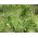 Switchgrass - 6000 biji - Panicum elegans Fontaine