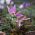 Erythronium Purple King - Pasji zob Purple King - čebulica / gomolj / koren
