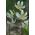 Erythronium White Beauty - Кучешки зъб Бяла красота - луковица / грудка / корен