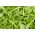 Rughetta selvatica Sylvetta, Razzo a muro perenne, Razzo selvaggio, Razzo a sabbia - 2000 semi - Diplotaxis tenuifolia