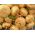 Lobak, lobak putih "Bola Emas" - 2500 biji - Brassica rapa subsp. Rapa