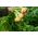 Lobak, lobak putih "Bola Emas" - 2500 biji - Brassica rapa subsp. Rapa