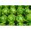 חסה Butterhead "Bona" - 900 זרעים - Lactuca sativa L. var. Capitata