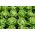 Hlávkový šalát "Meraviglia d'inverno" - prezimujúca odroda - 900 semien - Lactuca sativa L. var. Capitata - semená