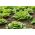 Butterhead生菜“Meraviglia d'inverno” - 越冬品种 -  900粒种子 - Lactuca sativa L. var. Capitata - 種子