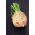 Celeriac, Root celery "Makar" - 2600 seeds
