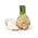 Celeriac, seledri Root "Makar" - 2600 biji - Apium graveolens