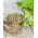 Selerija - Green cutting - 520 sēklas - Apium graveolens