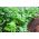 أوراق الكرفس "القطع الخضراء" - مثالية للتجفيف - 520 بذرة - Apium graveolens - ابذرة