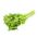 أوراق الكرفس "القطع الخضراء" - مثالية للتجفيف - 520 بذرة - Apium graveolens - ابذرة