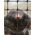 Moleafvisende netting - molfrie græsplæner - 1,00 x 100,00 m - 