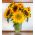 Floarea soarelui - selecție medie mare pentru florile tăiate - 135 de semințe - Helianthus annuus
