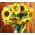 Подсолнечник - средний сорт для срезанных цветов - 135 семян - Helianthus annuus - семена