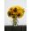Floarea soarelui - selecție medie mare pentru florile tăiate - 135 de semințe - Helianthus annuus
