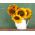 ดอกทานตะวัน - มีให้เลือกหลากหลายขนาดกลางสำหรับดอกตัด - 135 เมล็ด - Helianthus annuus