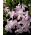 Chionodoxa forbesii - Pink Giant - paketti 10 kpl