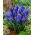 Set 4 – Armenian grape hyacinth – sapphire fields – 150 pcs + 40 pcs for FREE