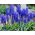 Set 4 - Armeense druif hyacint - saffiervelden - 150 stuks + 40 stuks GRATIS - 