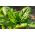 Шпинат "Asta F1" - 1200 насіння - Spinacia oleracea L.