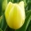 Tulipano Creme Flag - pacchetto di 5 pezzi - Tulipa Creme Flag