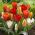 Tulpansläktet botanical mix - paket med 5 stycken - Tulipa botanical 