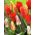 Tulipa botanična mešanica - Tulipanova botanična mešanica - 5 čebulic - Tulipa botanical 