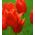 Tulp Noranda - pakend 5 tk - Tulipa Noranda