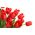 טוליפה אדום - טוליפ אדום - 5 בצל - Tulipa Red