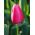 Rosafarbene Tulpe - Rose - große Packung! - 50 Stück