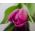 Rosa tulipan - Rose - stor pakke! - 50 stk - 