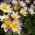 Tulipano Saxatilis - pacchetto di 5 pezzi - Tulipa Saxatilis