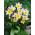 Tulp Saxatilis - pakend 5 tk - Tulipa Saxatilis