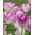 Tulipa Shirley - Tulip Shirley - 5 цибулин