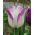 Тюльпан Shirley - пакет из 5 штук - Tulipa Shirley