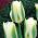 Tulipa Spring Green - Tulpe Spring Green - 5 Zwiebeln