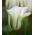 Tulipa άνοιξη πράσινο - Tulip άνοιξη πράσινο - 5 βολβοί - Tulipa Spring Green