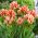 Тюльпан Sylvia Warder - пакет из 5 штук - Tulipa Sylvia Warder