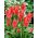 Tulipa Toronto - Tulipán Toronto - 5 květinové cibule