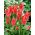 Tulipaner Toronto - pakke med 5 stk - Tulipa Toronto