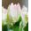 Tulipa Webers Parrot - Tulipán Webers Parrot - 5 kvetinové cibule