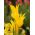 Tulipa West Point - Tulip West Point - 5 kvetinové cibule
