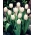 Tulipa alb vis - Tulip vis alb - 5 bulbi - Tulipa White Dream